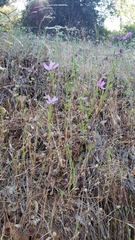Clarkia biloba brandegeeae