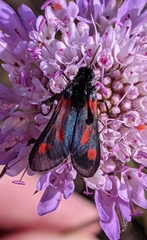 Zygaena sarpedon