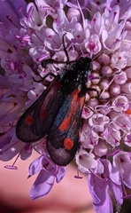Zygaena sarpedon