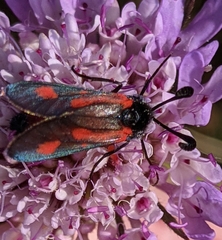 Zygaena sarpedon