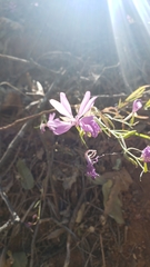 Clarkia biloba brandegeeae
