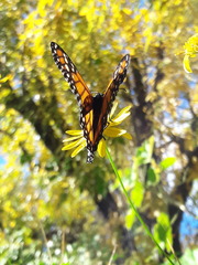 Danaus erippus