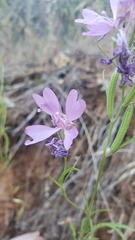 Clarkia biloba brandegeeae