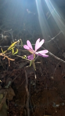 Clarkia biloba brandegeeae