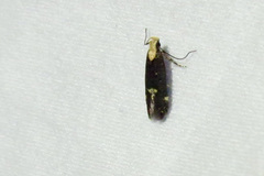 Chionodes phalacra