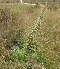 Aciphylla subflabellata