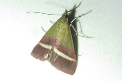 Pyrausta corinthalis
