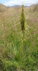Aciphylla subflabellata