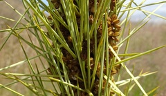 Aciphylla subflabellata