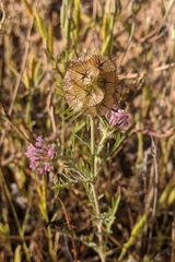 Lomelosia stellata