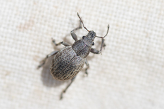 Attactagenus plumbeus