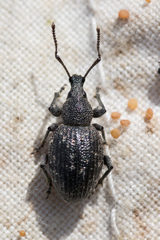 Otiorhynchus tristis