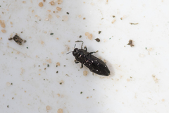 Aphanisticus pusillus