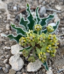 Asclepias macrosperma