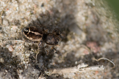 Pellenes tripunctatus