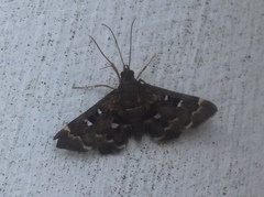 Piletocera fluctualis