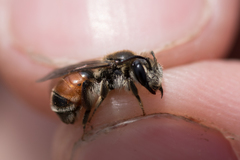 Andrena labiata