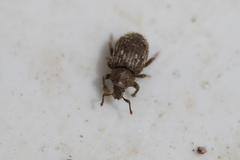 Trachyphloeus scabriculus