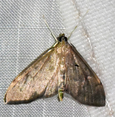 Anania mysippusalis