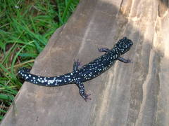 Aneides flavipunctatus