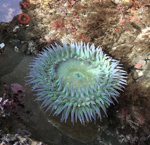 Giant Green Anemone, photo 2 of 7
