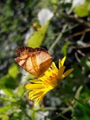 Tegosa claudina