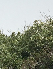Aphelocoma californica