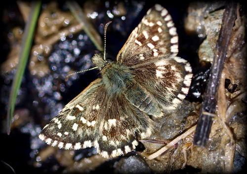 Southern Grizzled Skipper, photo 8 of 9