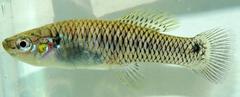 Pseudoxiphophorus jonesii