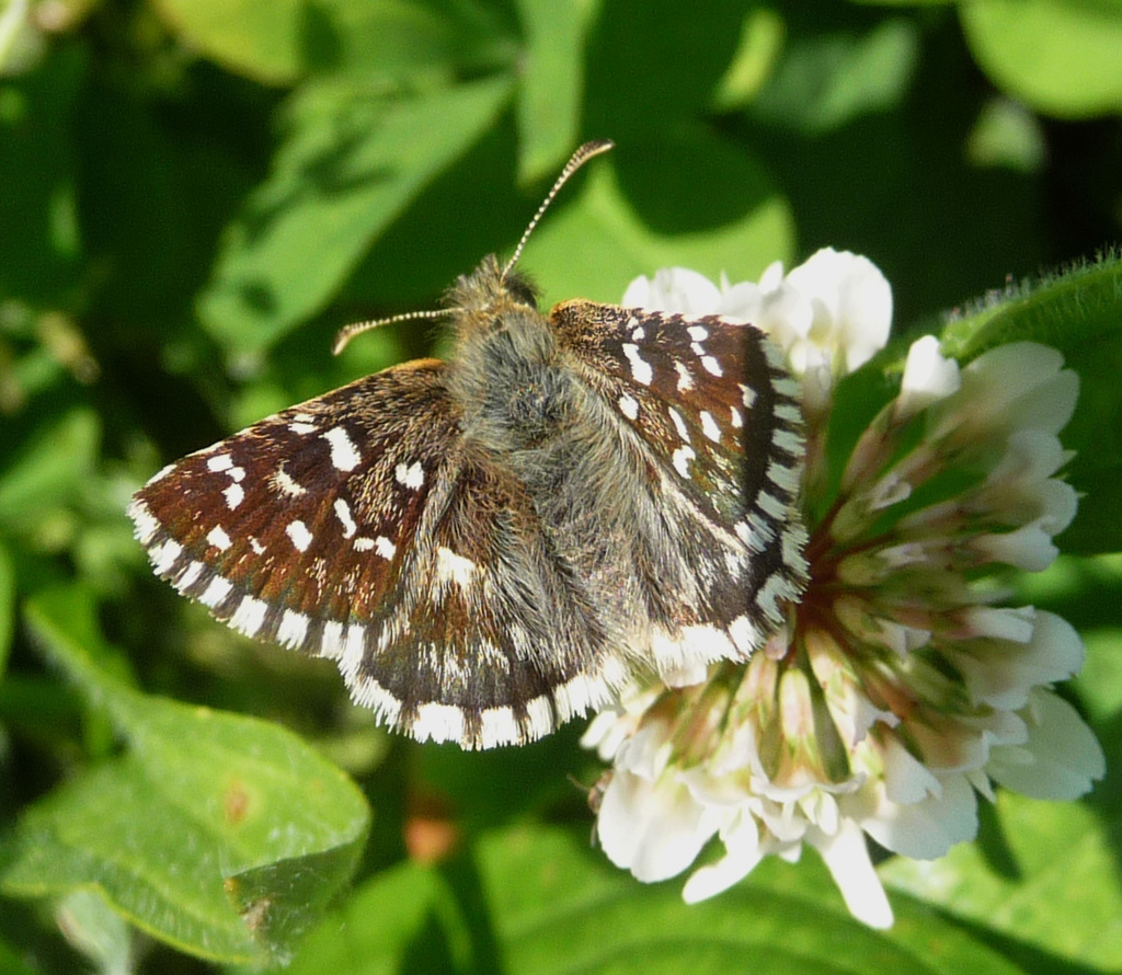 Southern Grizzled Skipper