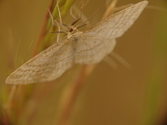 Idaea macilentaria