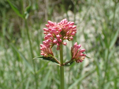 Centranthus lecoqii