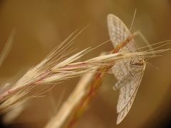 Idaea macilentaria