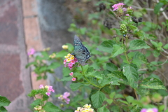 Phocides urania urania