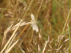 Idaea macilentaria