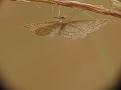 Idaea macilentaria