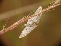 Idaea macilentaria