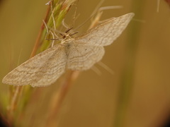Idaea macilentaria