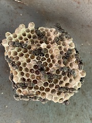 Ropalidia guttatipennis