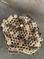 Ropalidia guttatipennis