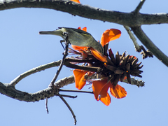 Phylloscopus