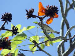 Phylloscopus