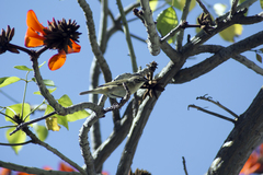 Phylloscopus
