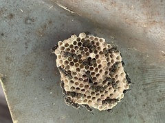 Ropalidia guttatipennis