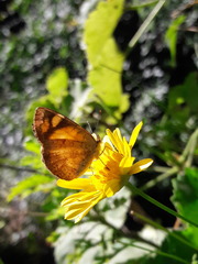 Tegosa claudina