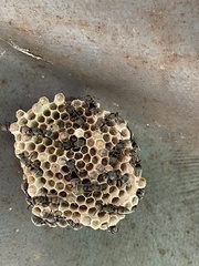 Ropalidia guttatipennis