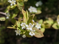 Amelanchier bartramiana