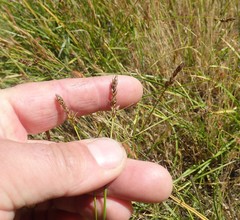 Carex tumulicola