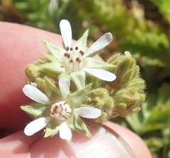 Horkelia marinensis