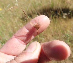 Juncus occidentalis
